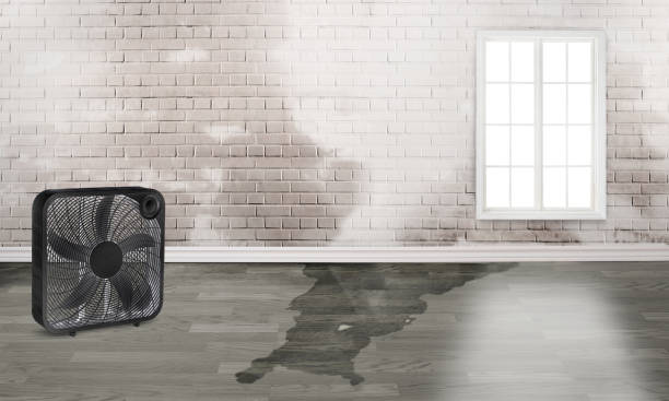 Best 24/7 water damage repair  in Westover, WV